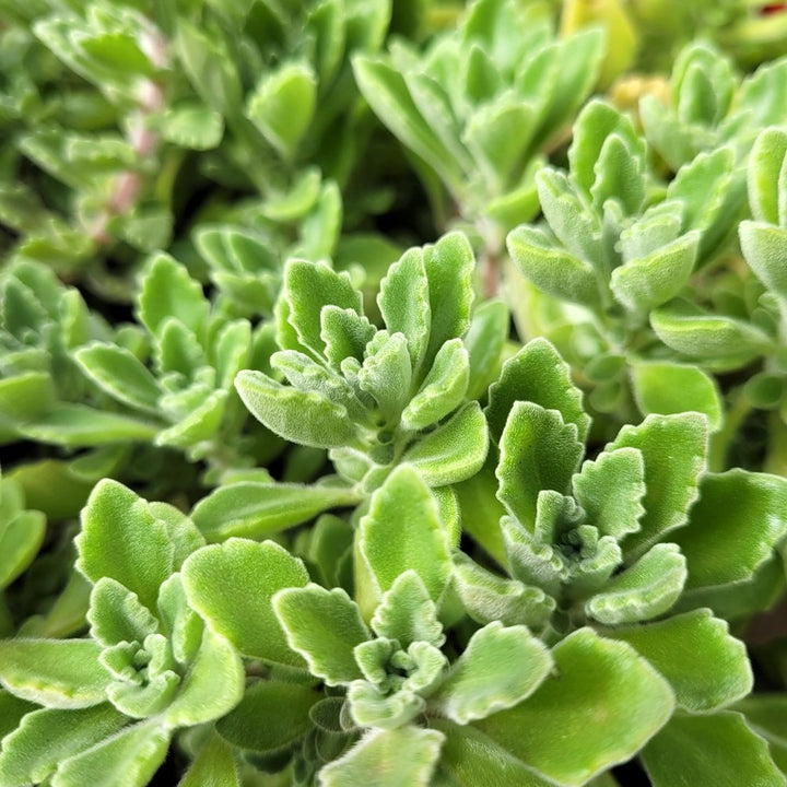 Plectranthus tomentosa (Viks Plant)