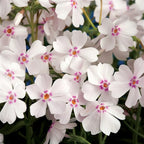 Phlox subulata ‘Amazing Grace' - brumarele taratoare