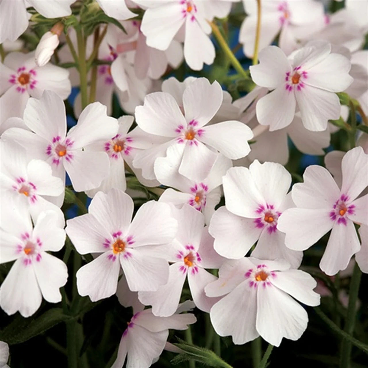 Phlox subulata ‘Amazing Grace' - brumarele taratoare