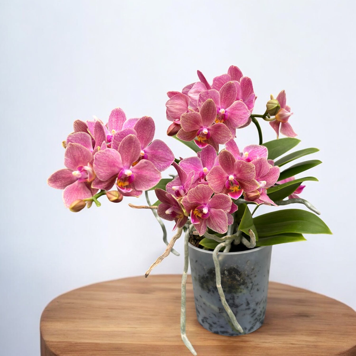 Phalaenopsis Sol y Fuego