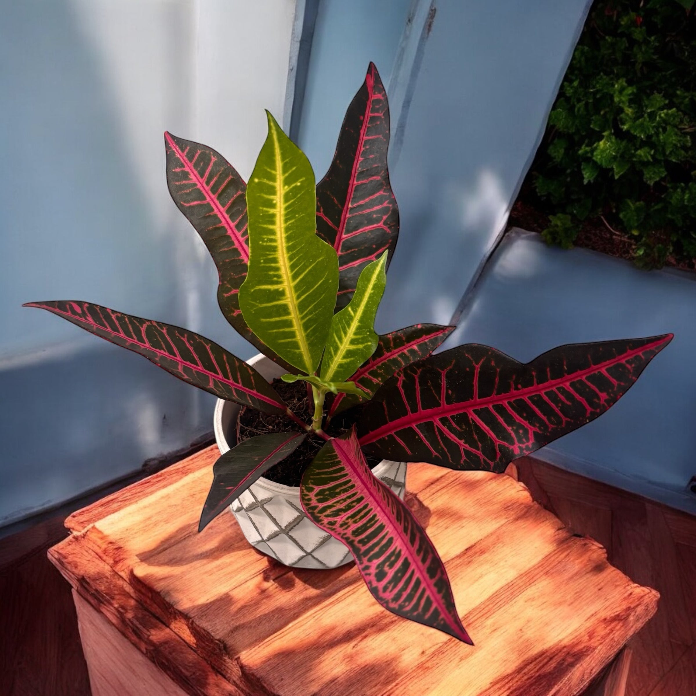 Croton (Codiaeum) variegatum ‘Nervia’