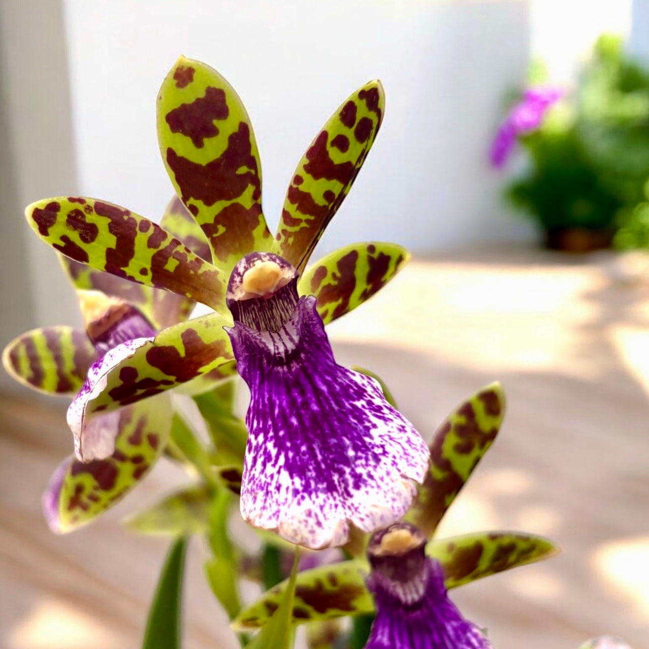 Zygopetalum hybrid - flori parfumate, exemplar XL