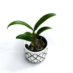 Dendrobium griffithianum 'Yellow Yuan'