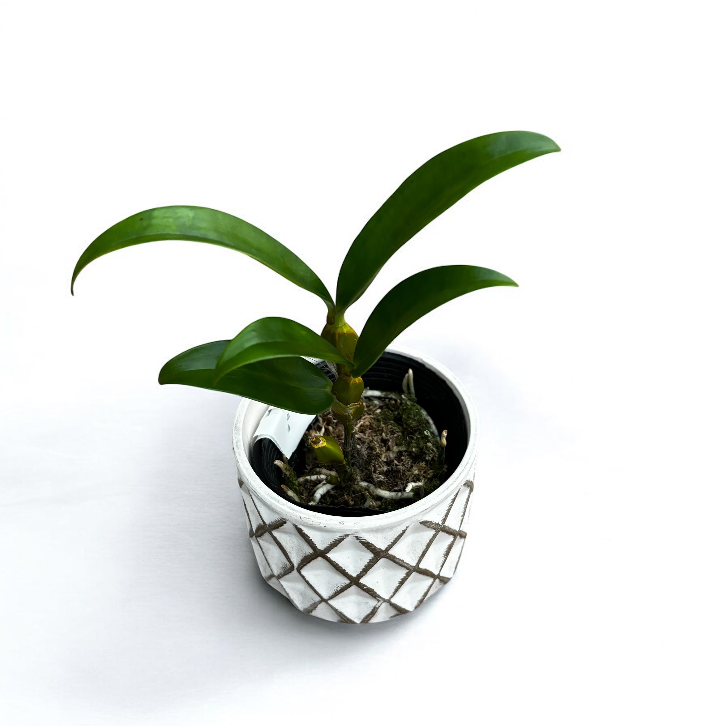 Dendrobium griffithianum 'Yellow Yuan'