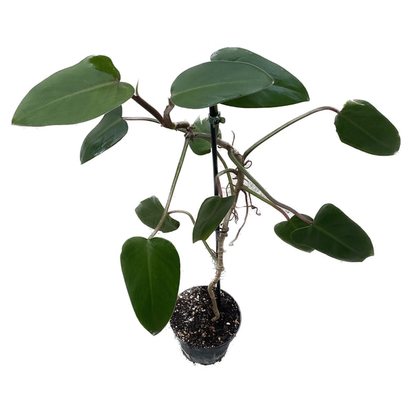 Philodendron ‘Red Emerald’ (plante cu defecte)