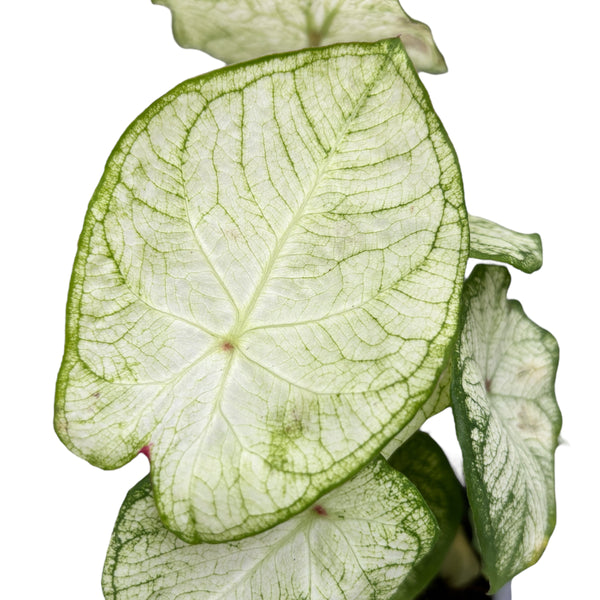 Caladium 'Florida Moonlight'