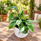 Philodendron hederaceum 'Rio'