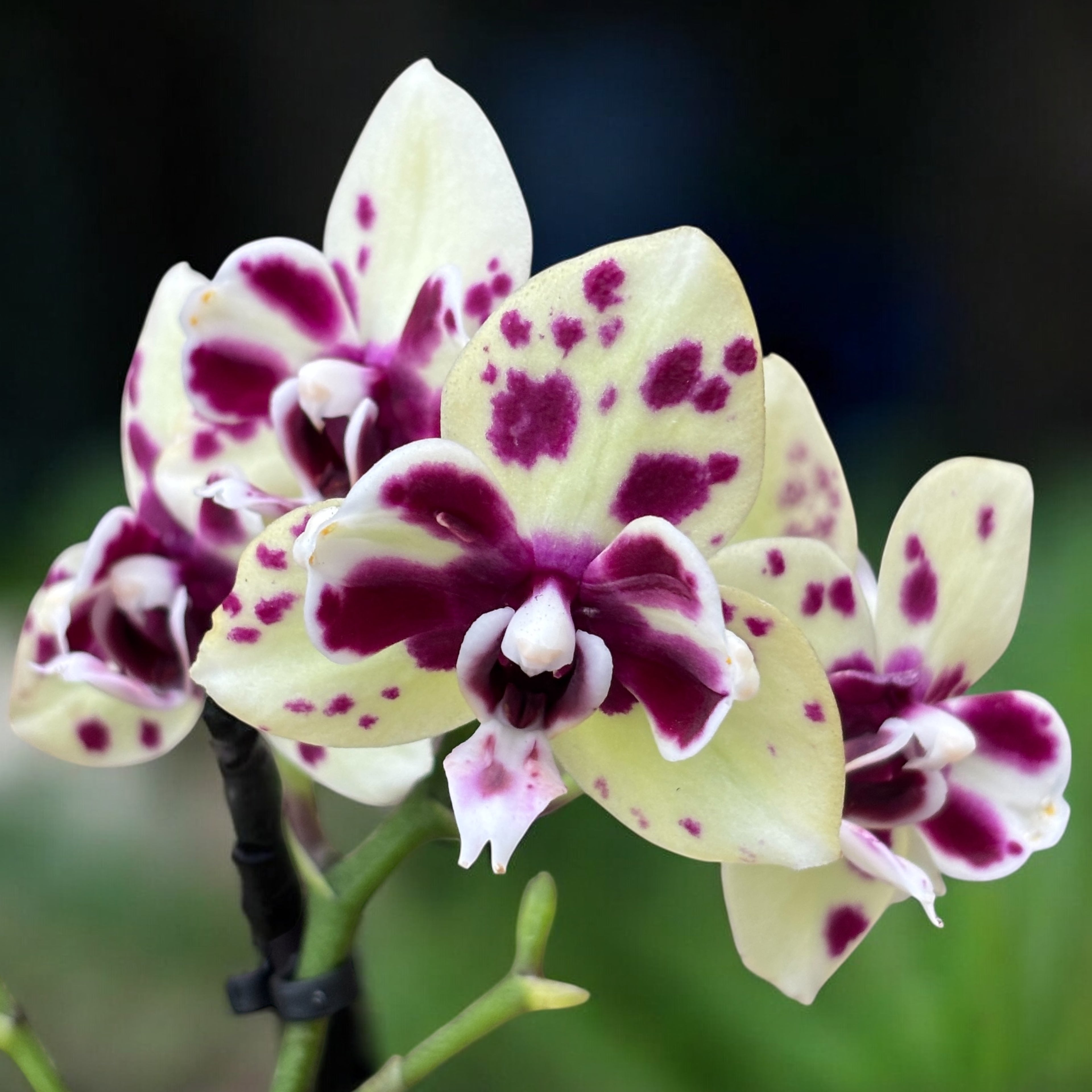 Phalaenopsis pelorique (Papillon) - unique