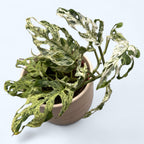 Monstera adansonii 'Frozen Freckles' (variegata) - 2 biljke/saksija