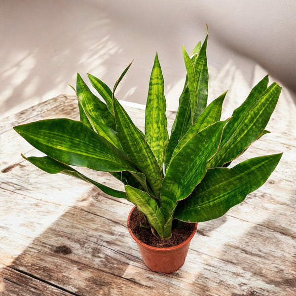 Sansevieria 'Aubrytiana Nite Lite'