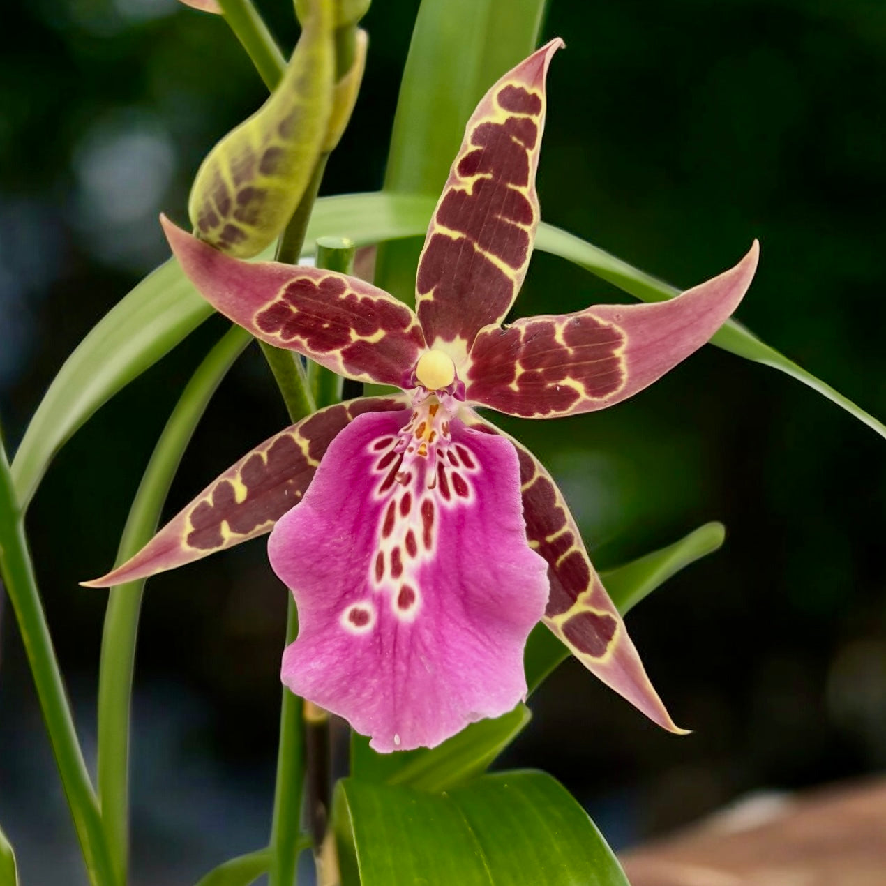 Wilhelmara Shelob-Marie Elle - fragrant