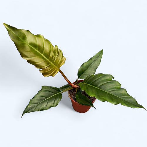 Filodendron 'Choco Empress' – Secret Garden Plant Shop