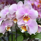 Phalaenopsis Pink Clouds - exemplare impresionante (2 plante/pot)