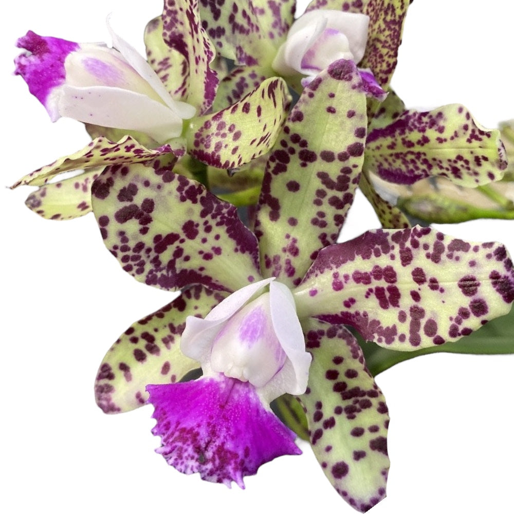 Cattleya Green Emerald (intensiv duftende Blüten)