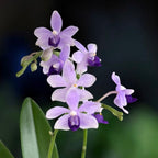 Phalaenopsis Tzu Chiang Sapphire - fragrant flowers