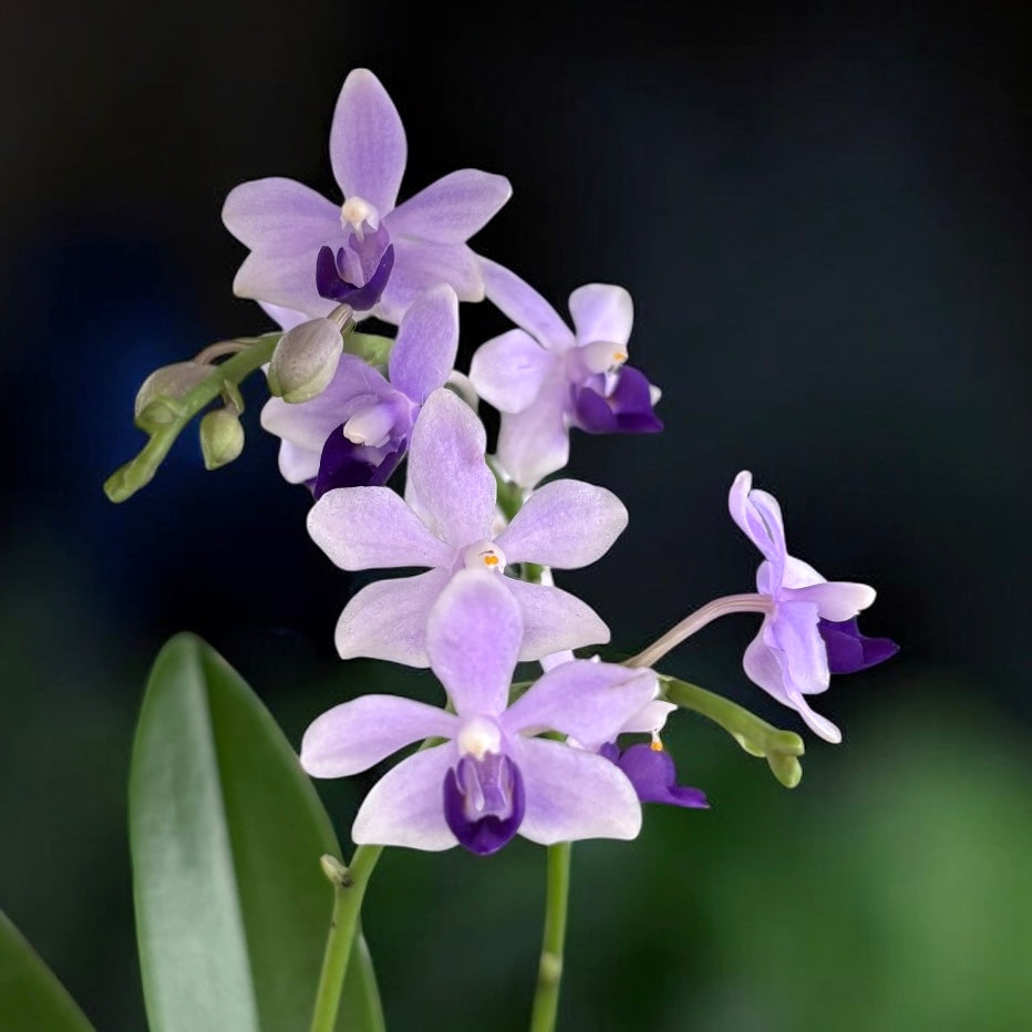 Phalaenopsis Tzu Chiang Sapphire - fragrant flowers