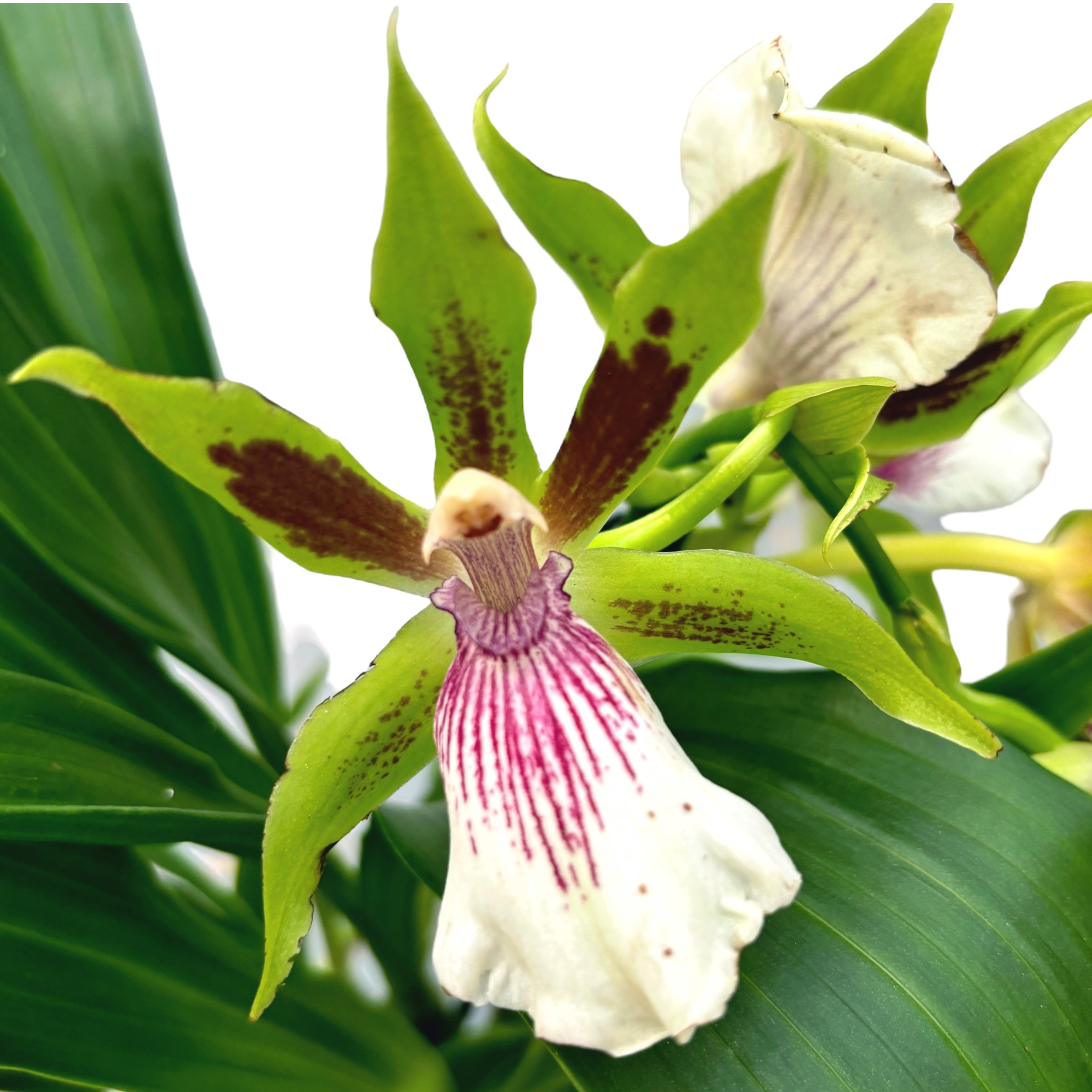 Zygoneria Freestyle Meadows * parfumat