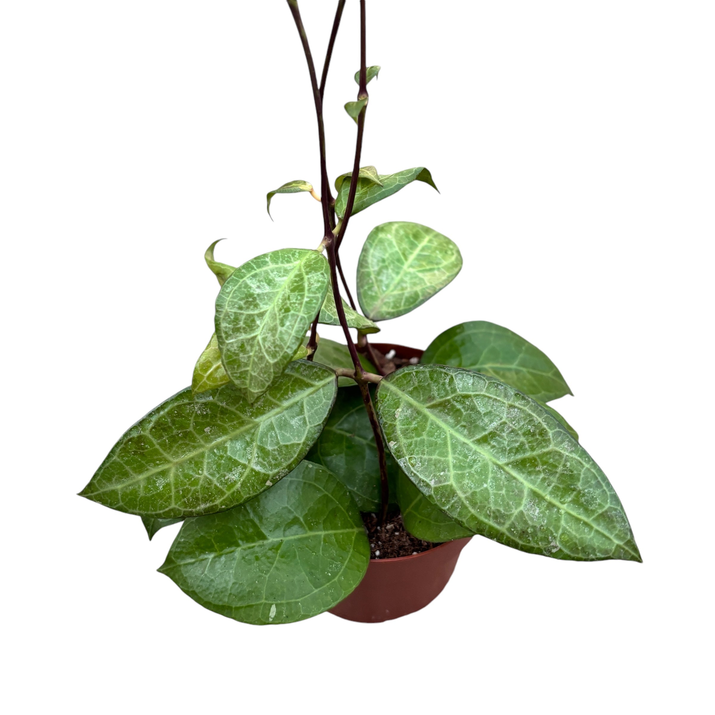 Hoya verticillata 'Wayang'