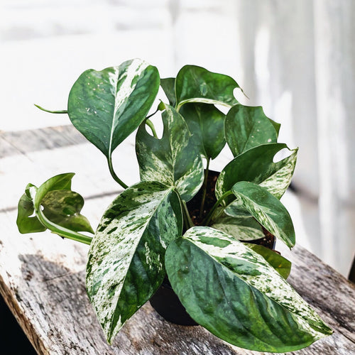 Epipremnum pinnatum 'Marble Variegata' – Secret Garden Plant Shop