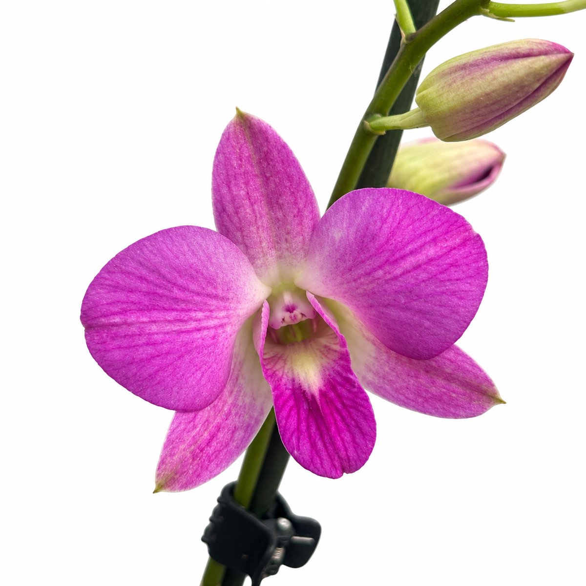 Dendrobium Phalaenopsis 'Pink Candy’