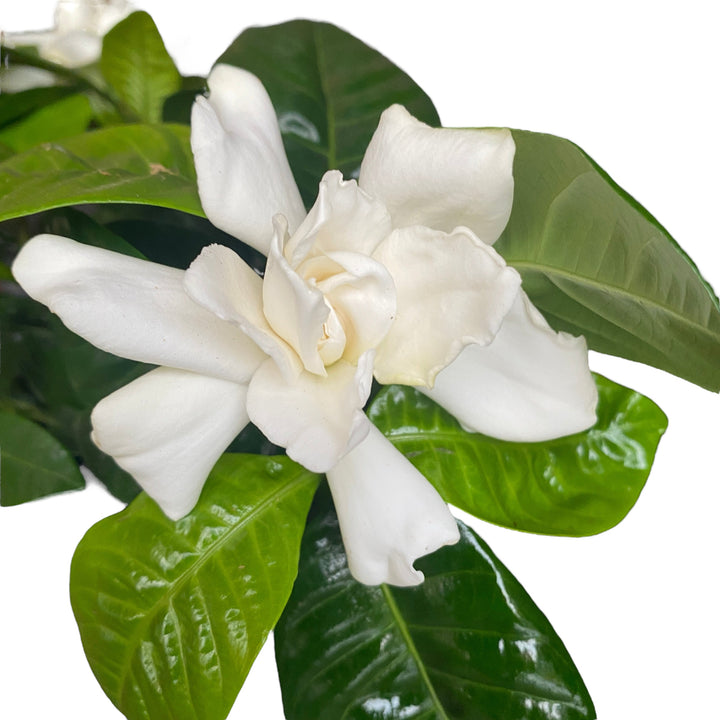 Gardenia Jasminoides (de interior) parfumata (minim 3 plante /ghiveci)