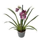 Miltoniopsis-Mix - Duftende Veilchen-Orchidee