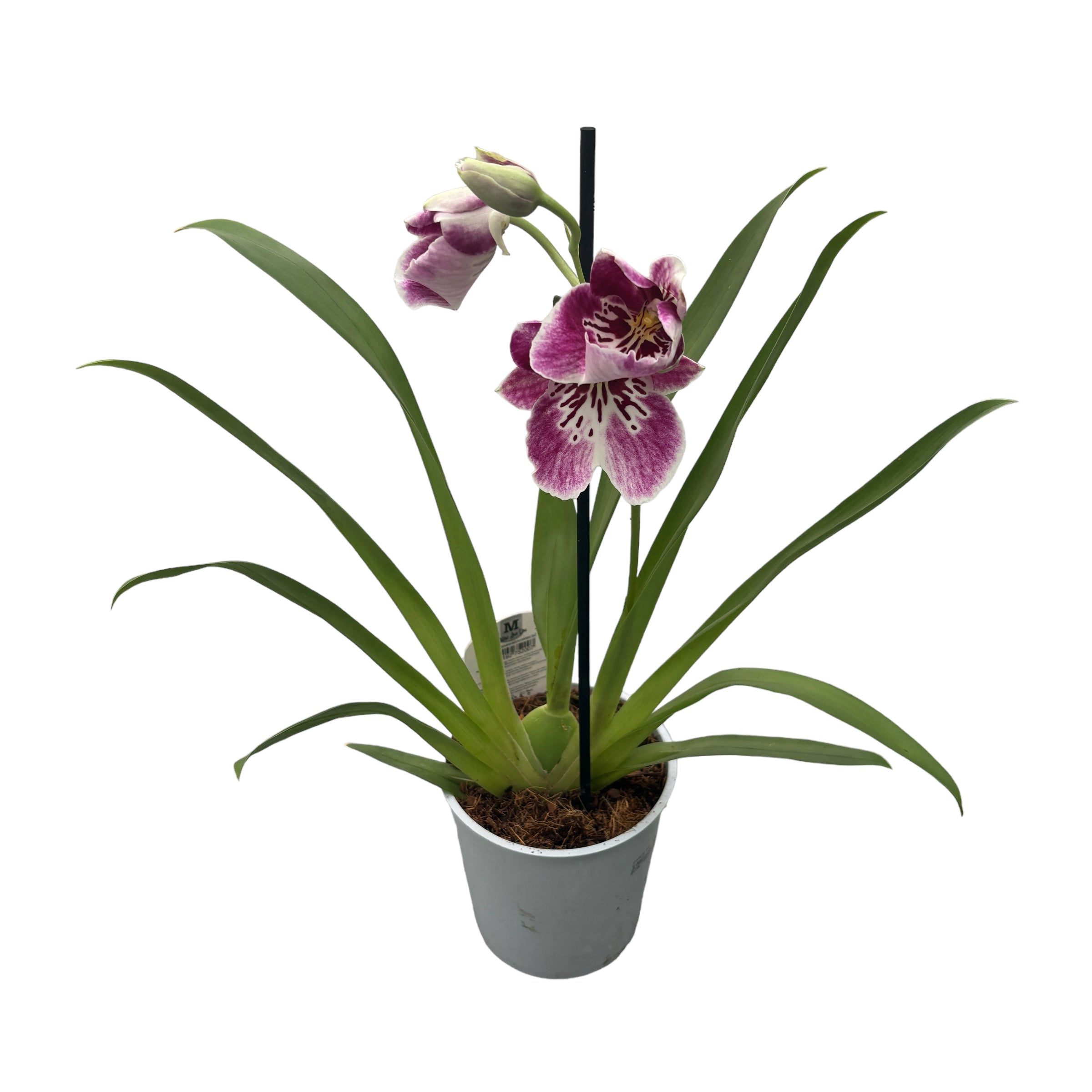 Miltoniopsis mix - Orhideea Panseluta parfumata