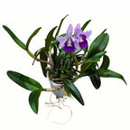 Ctt. Final Blue 'Royal Purple' - exemplare XL (flori intens parfumate)