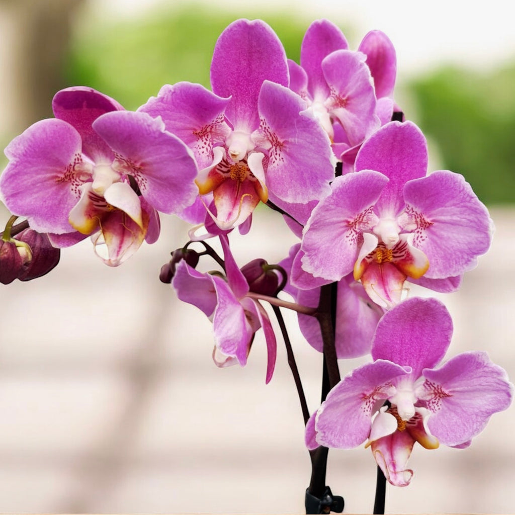 Phalaenopsis Taisuco Anna - pelorique