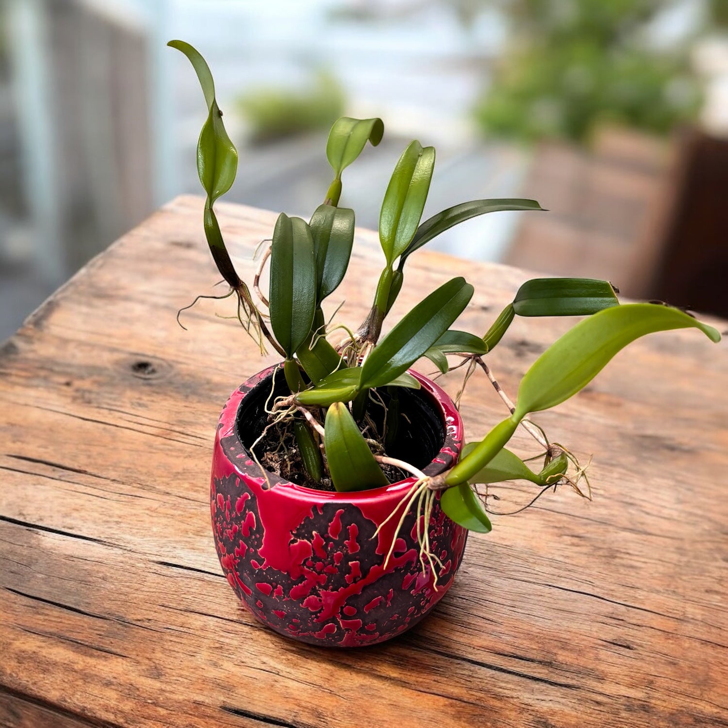 Bulbophyllum odoratissimum (flori placut parfumate)