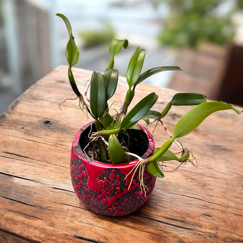 Bulbophyllum odoratissimum (illatos virágok)