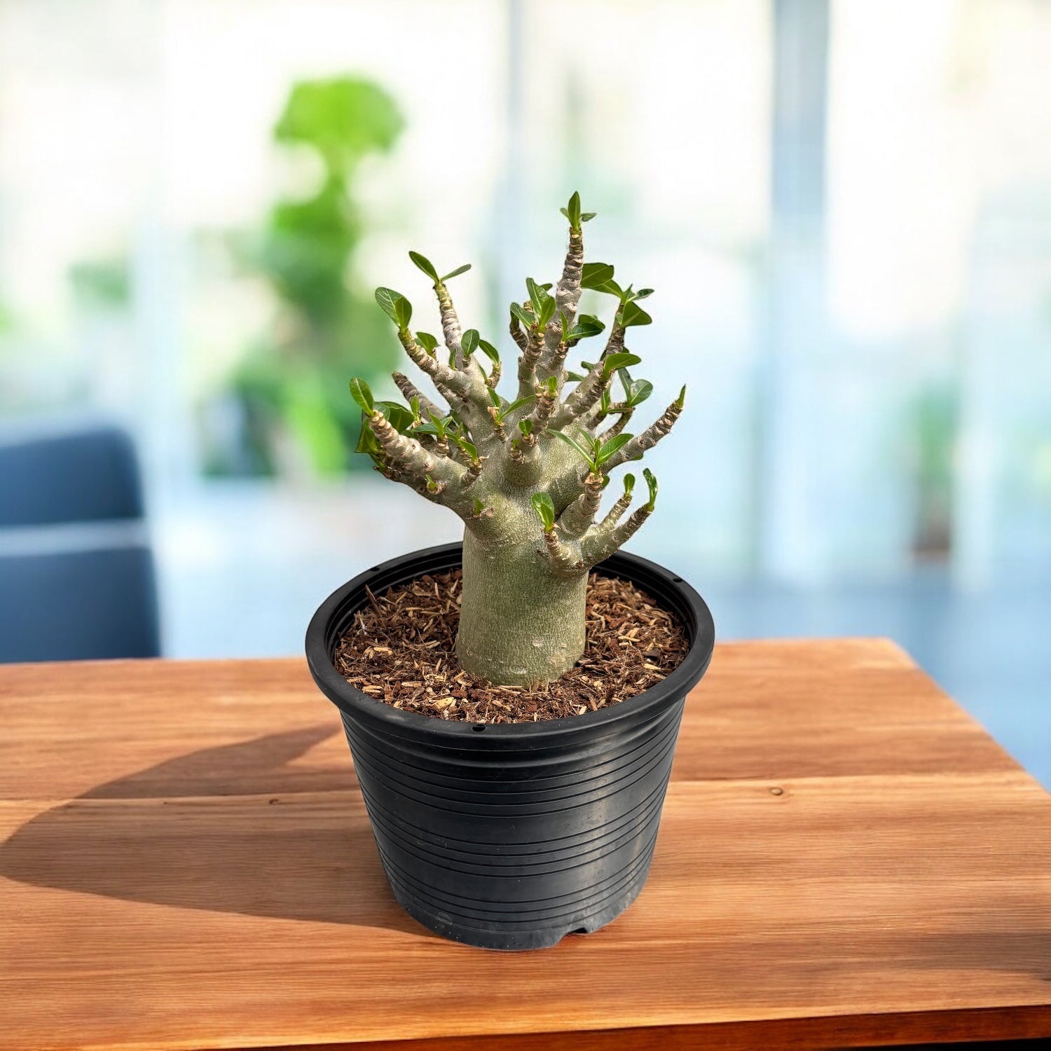Adenium arabicum 'Baobab' D15
