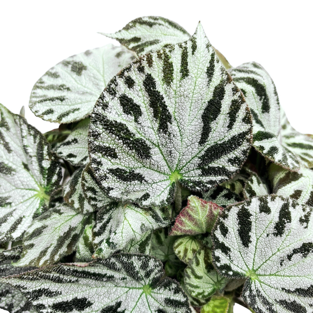 Begonia Silver Jewel - frunzis metalizat si aspect luxuriant