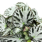 Begonia Silver Jewel - frunzis metalizat si aspect luxuriant