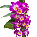 Dendrobium Nobile Akatsuki - parfumé