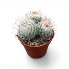 Mammillaria bombycina - cactus “pufos” de colectie, cu flori roz-magenta spectaculoase