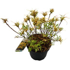 Azalea mollis 'Parfumollis Yellow' - flori galbene parfumate