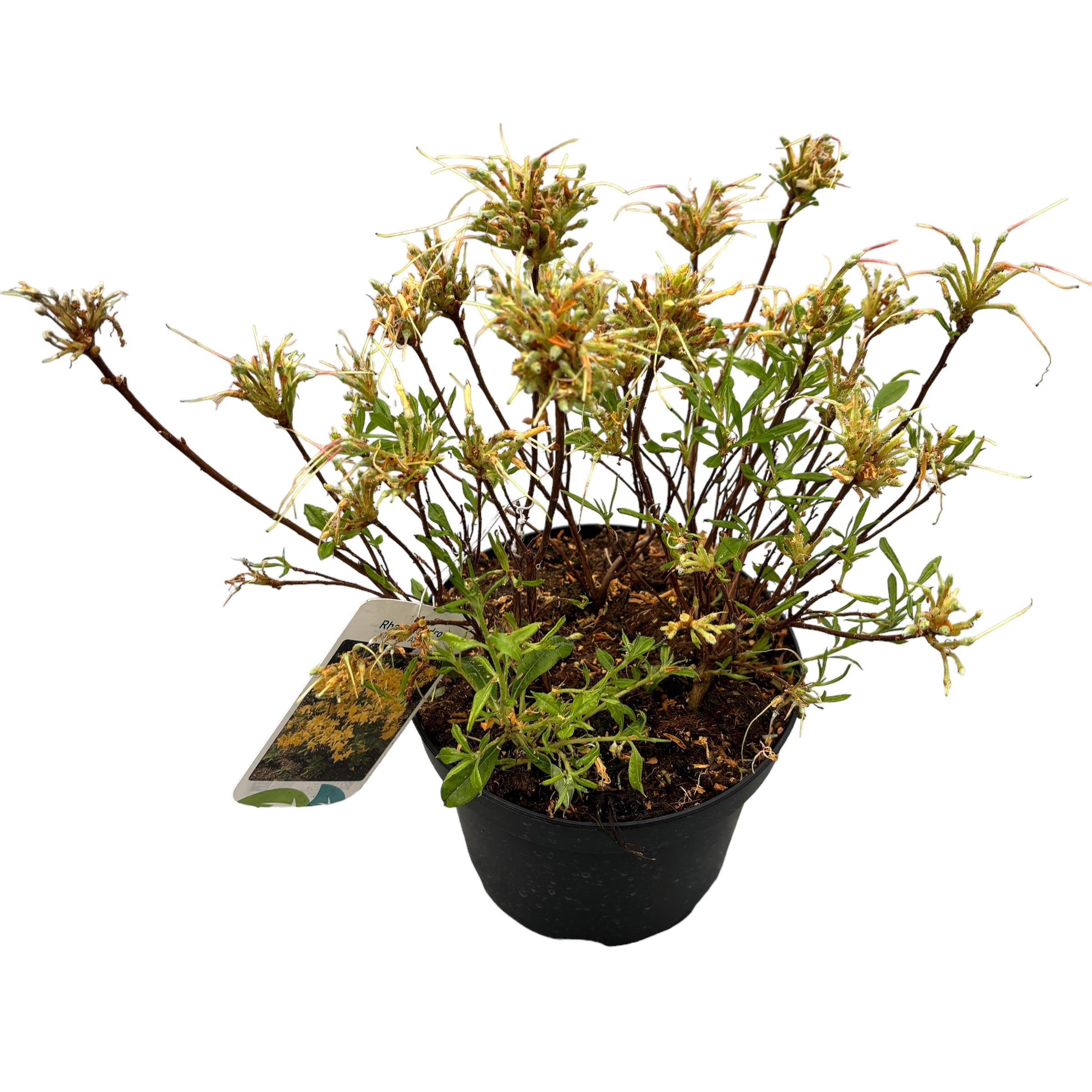 Azalea mollis 'Parfumollis Yellow' - voňavé žluté květy