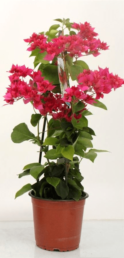 Bougainvillea cu flori duble - Bougainvillea dobrada 'Pink' (roz-ciclam)