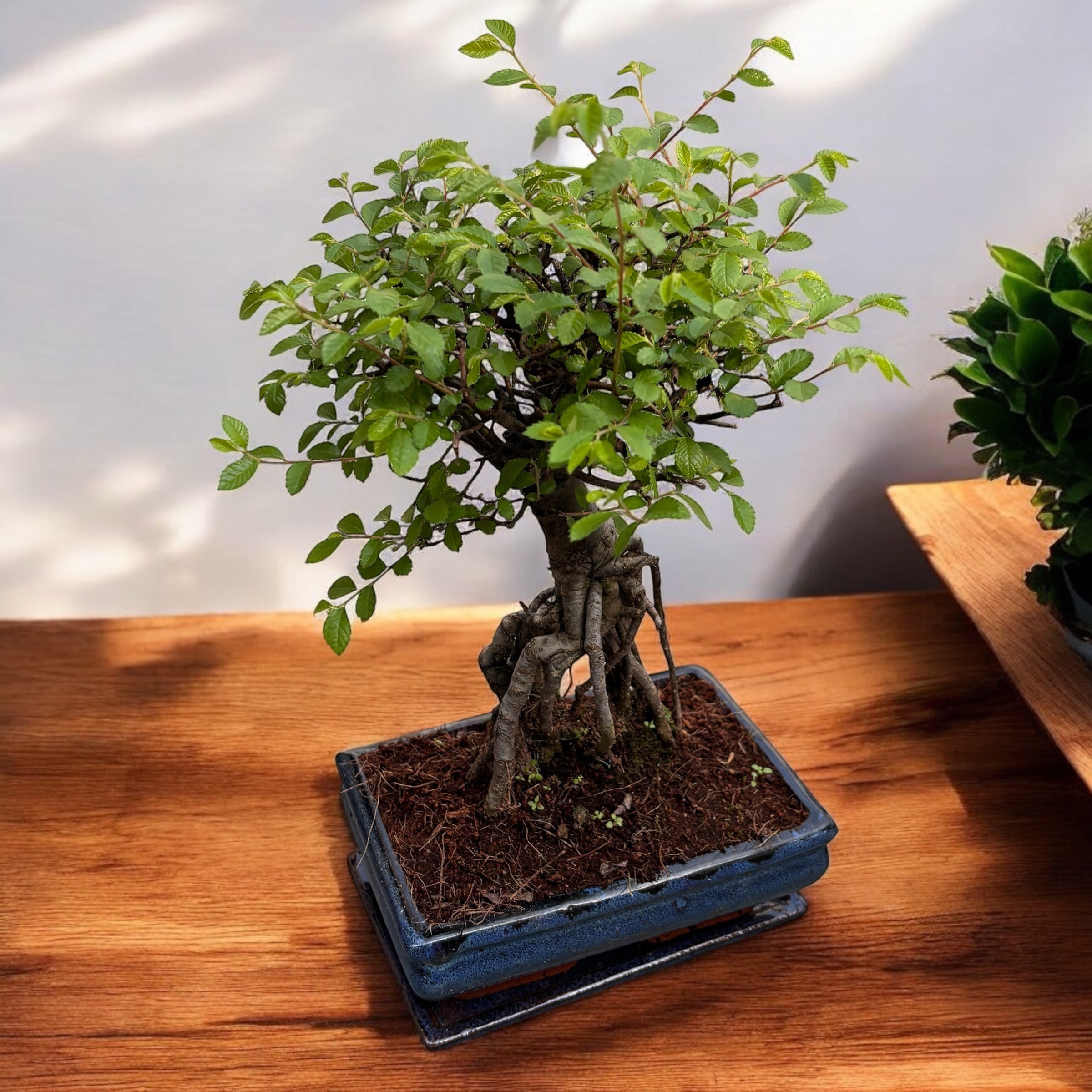 Bonsai Zelkova (Ulmul Japonez)