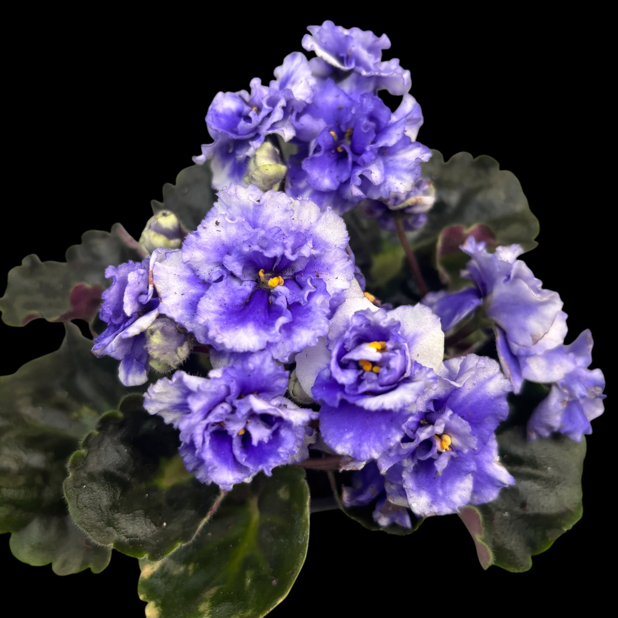 Saintpaulia Rococo Bicolor (variation)