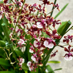 Oncidium Sharry Baby Sweet Chocolate Fragrance (intensely scented flowers)