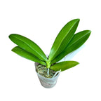 Phalaenopsis Miki Golden Sand 'Mouse' (peloric) *parfumat