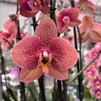 Phalaenopsis Toulon
