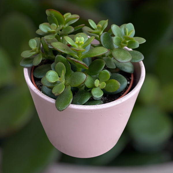 Crassula ovata 'Minor' (jade tree) D8