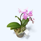 Phalaenopsis equestris 'Pink'