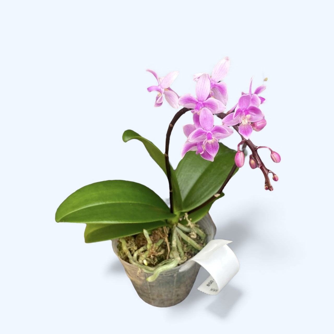 Phalaenopsis equestris 'Pink'