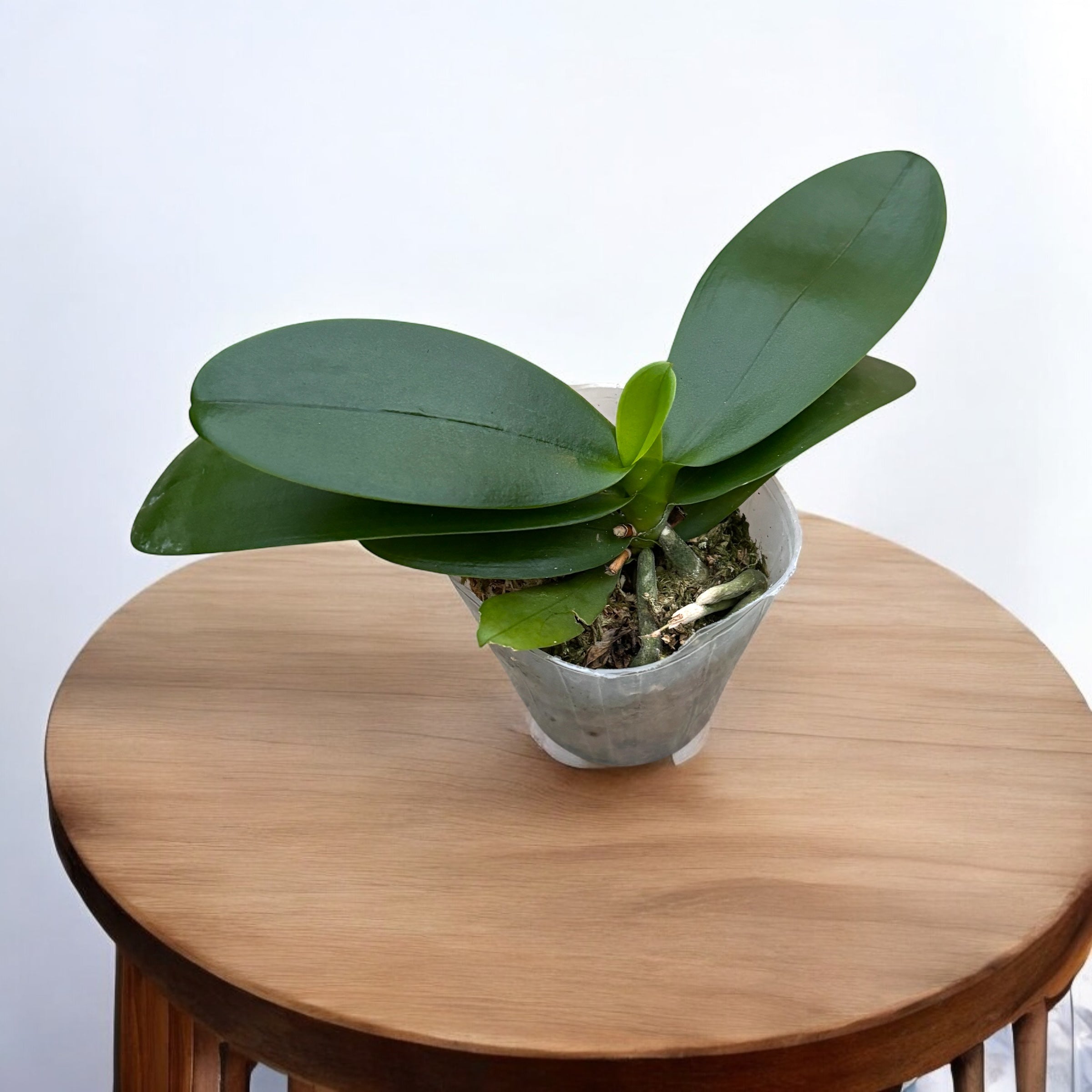 Phalaenopsis Twilight Angel '3554' (peloric)