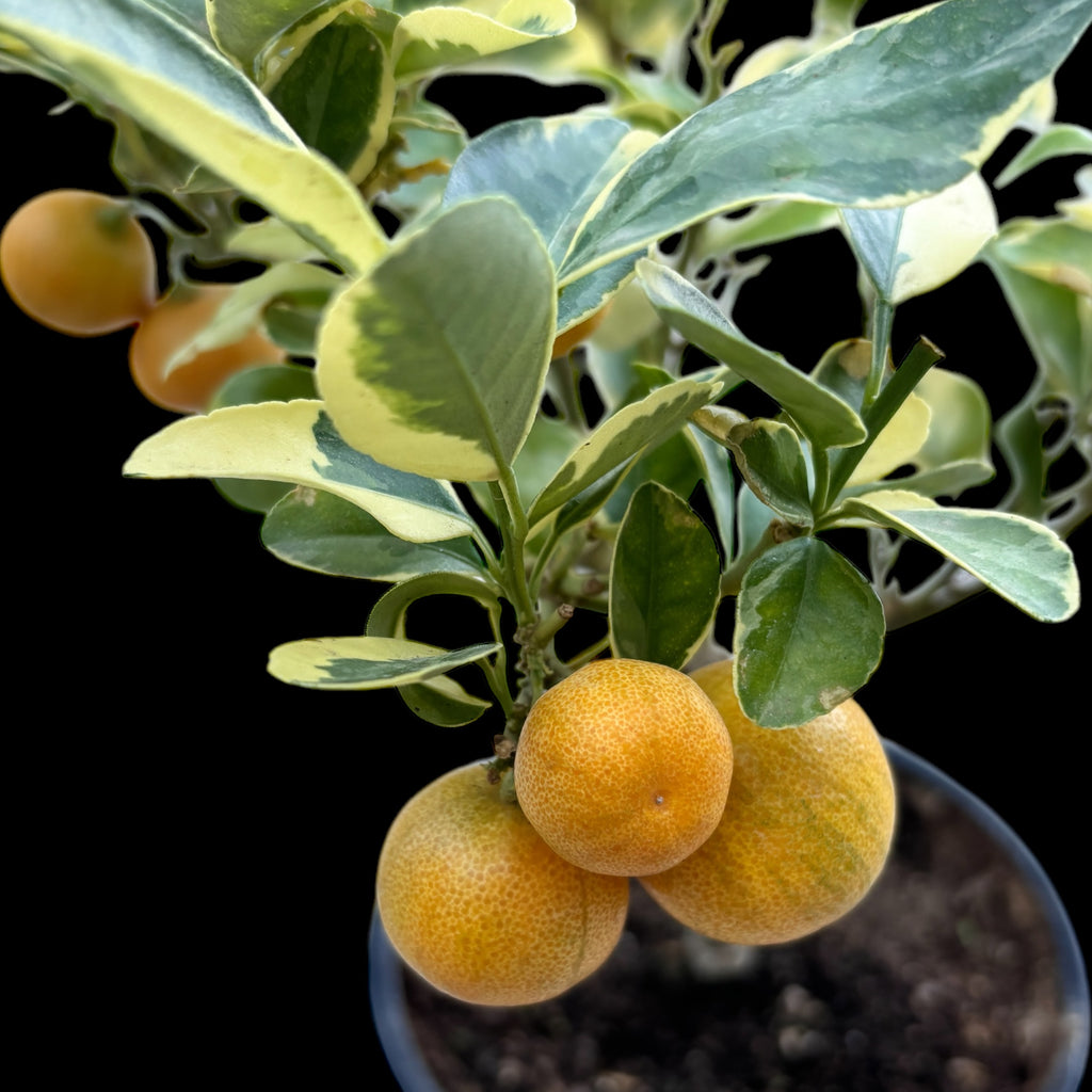 Citrus microcarpa 'Variegata' - Variegált levelekkel és gyümölcsökkel rendelkező calamondin H40cm