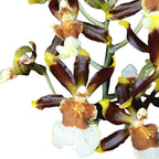 Colmanara tropic Jungle *pachnąca